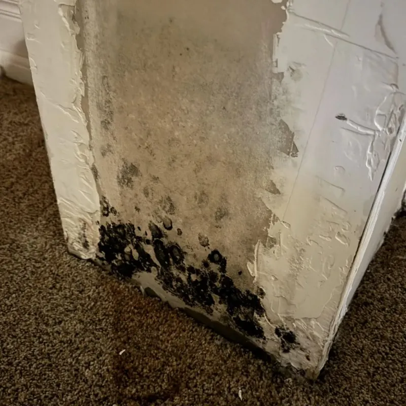 Professional Mold Removal in Rochelle, IL